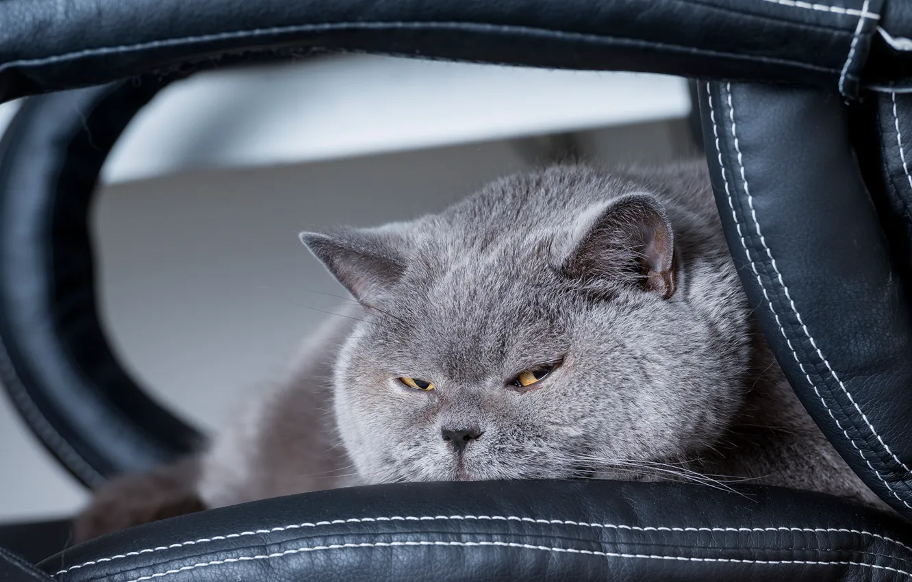 Photo wallpaper cat, cat, look, grey, lies, house, the expression, mordaha