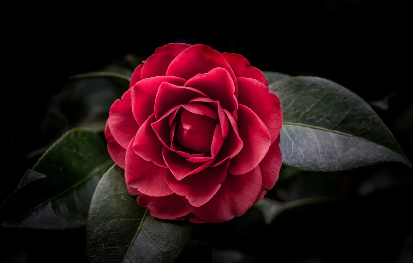 Photo wallpaper leaves, close-up, red Camellia