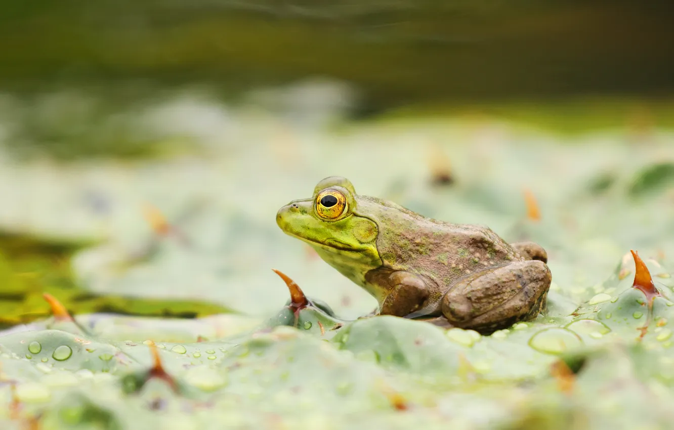 Photo wallpaper leaves, pond, frog, profile, pond