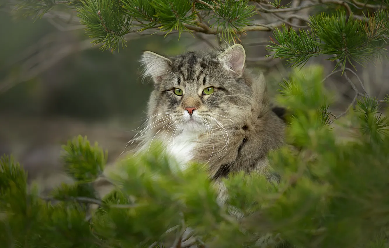 Photo wallpaper look, branches, wild cat, pine, Norwegian forest cat