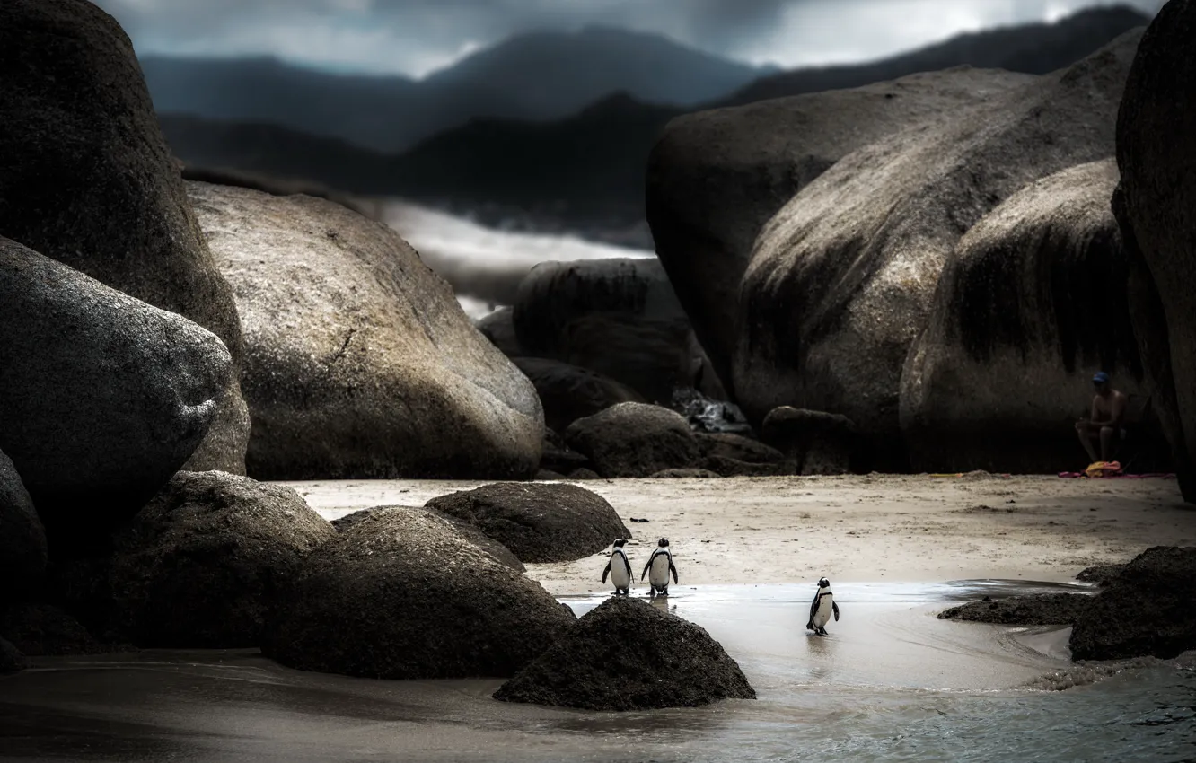 Photo wallpaper nature, background, penguins