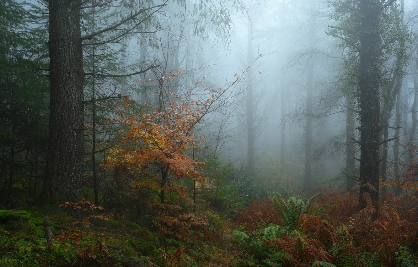 Photo wallpaper forest, trees, nature, fog