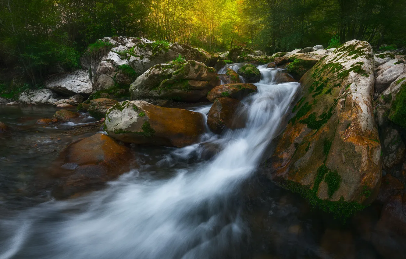 Photo wallpaper forest, nature, stream, stones, waterfall