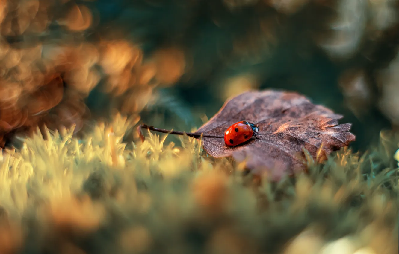 Photo wallpaper autumn, leaves, macro, nature, ladybug, beetle, bokeh