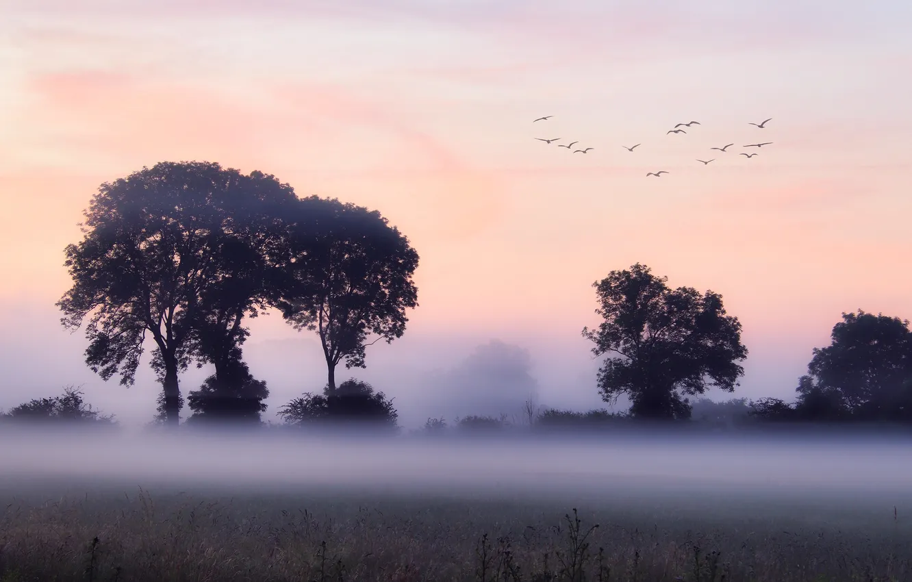 Photo wallpaper field, the sky, trees, flight, fog, bird, pack, morning