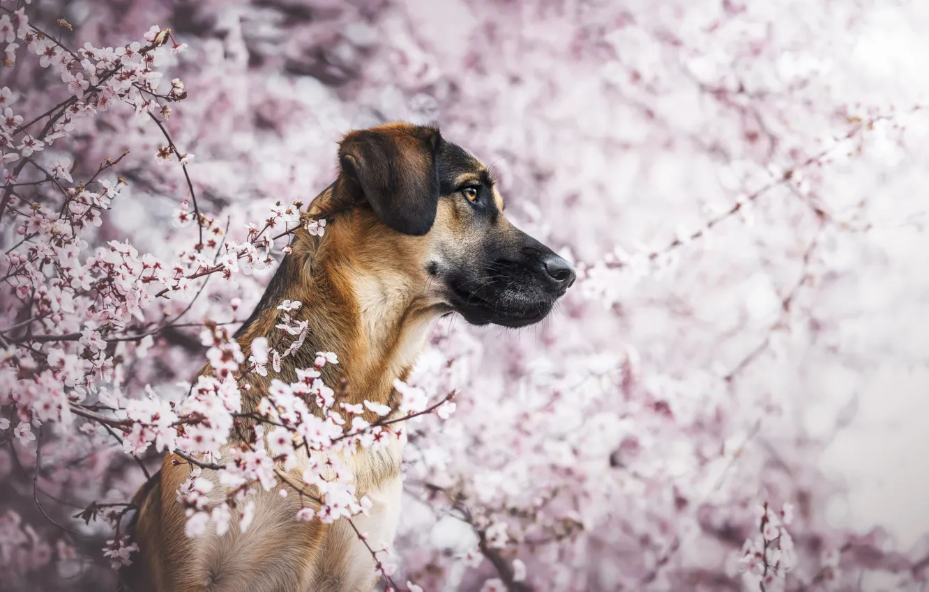 Photo wallpaper look, face, flowers, branches, cherry, portrait, dog, spring