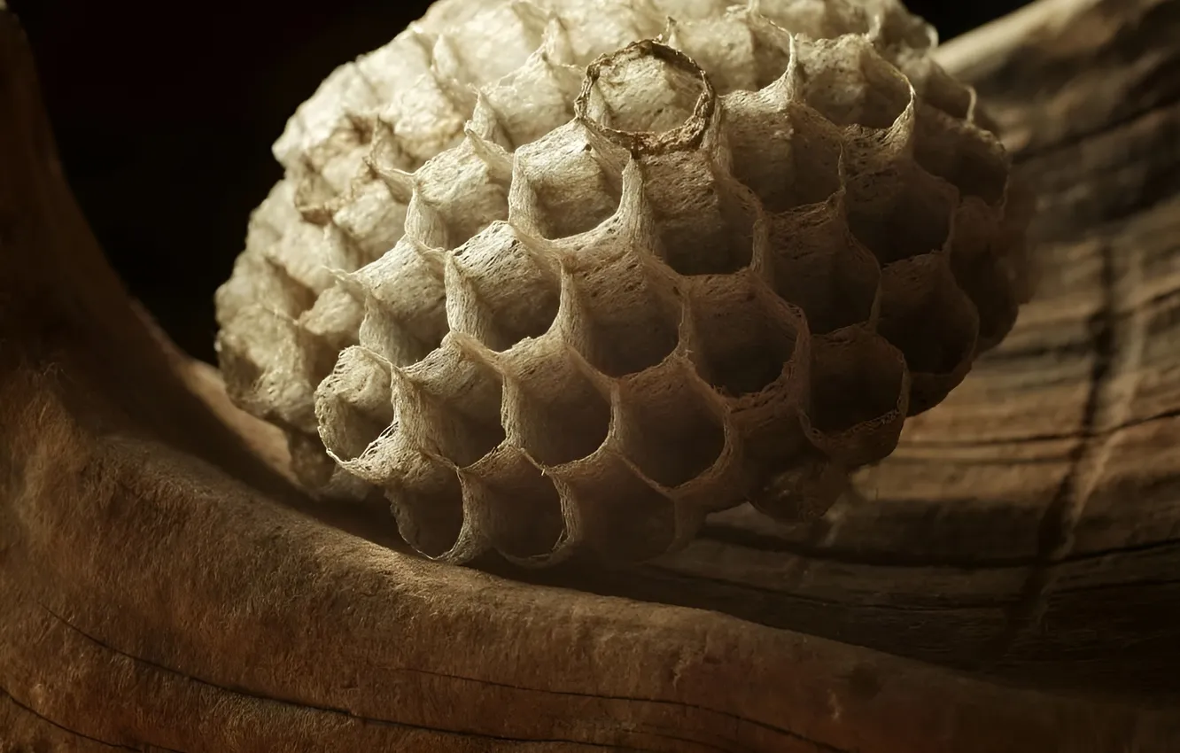 Photo wallpaper macro, cell, socket, beehive, bee