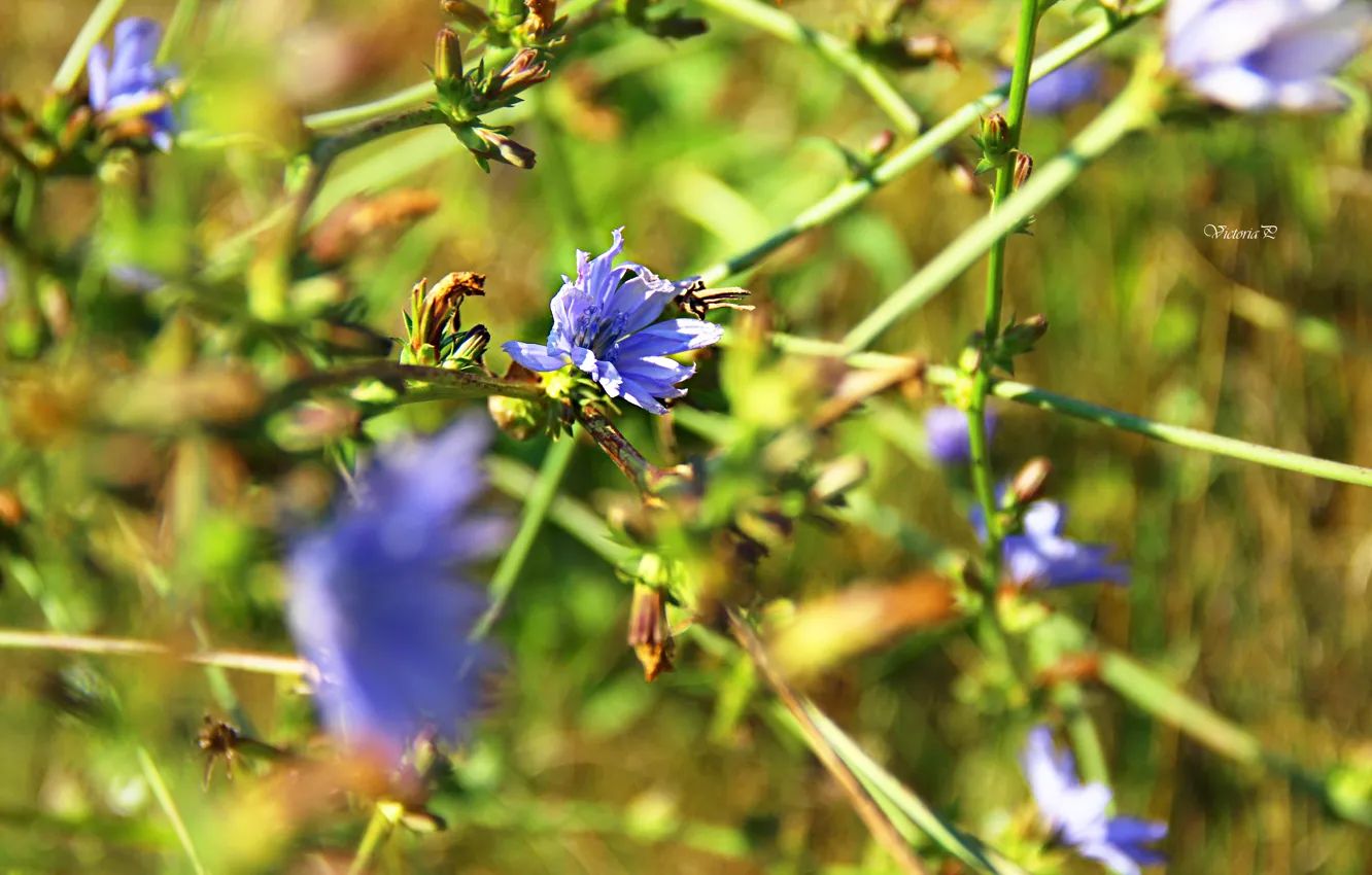 Photo wallpaper greens, summer, freshness, meadow, beautiful, space, summer, meadow flowers