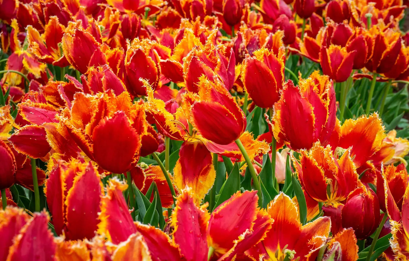 Photo wallpaper field, flowers, spring, tulips, red, orange, buds, a lot