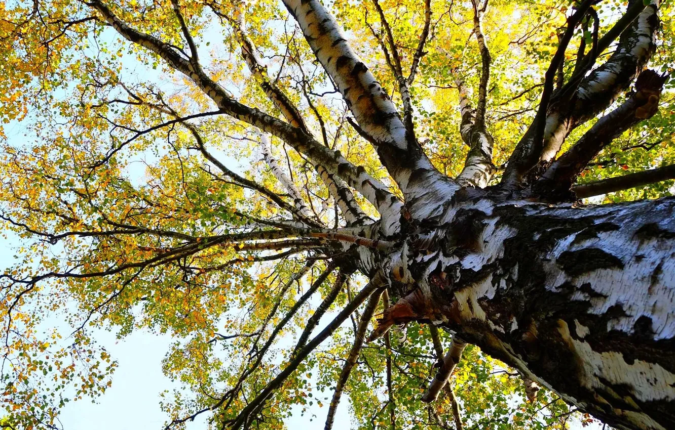 Photo wallpaper forest, tree, twig