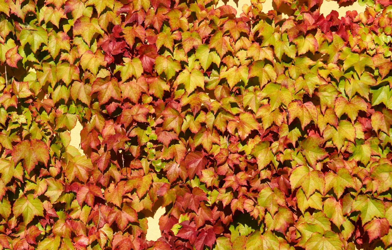 Photo wallpaper wall, vine, leaf colors