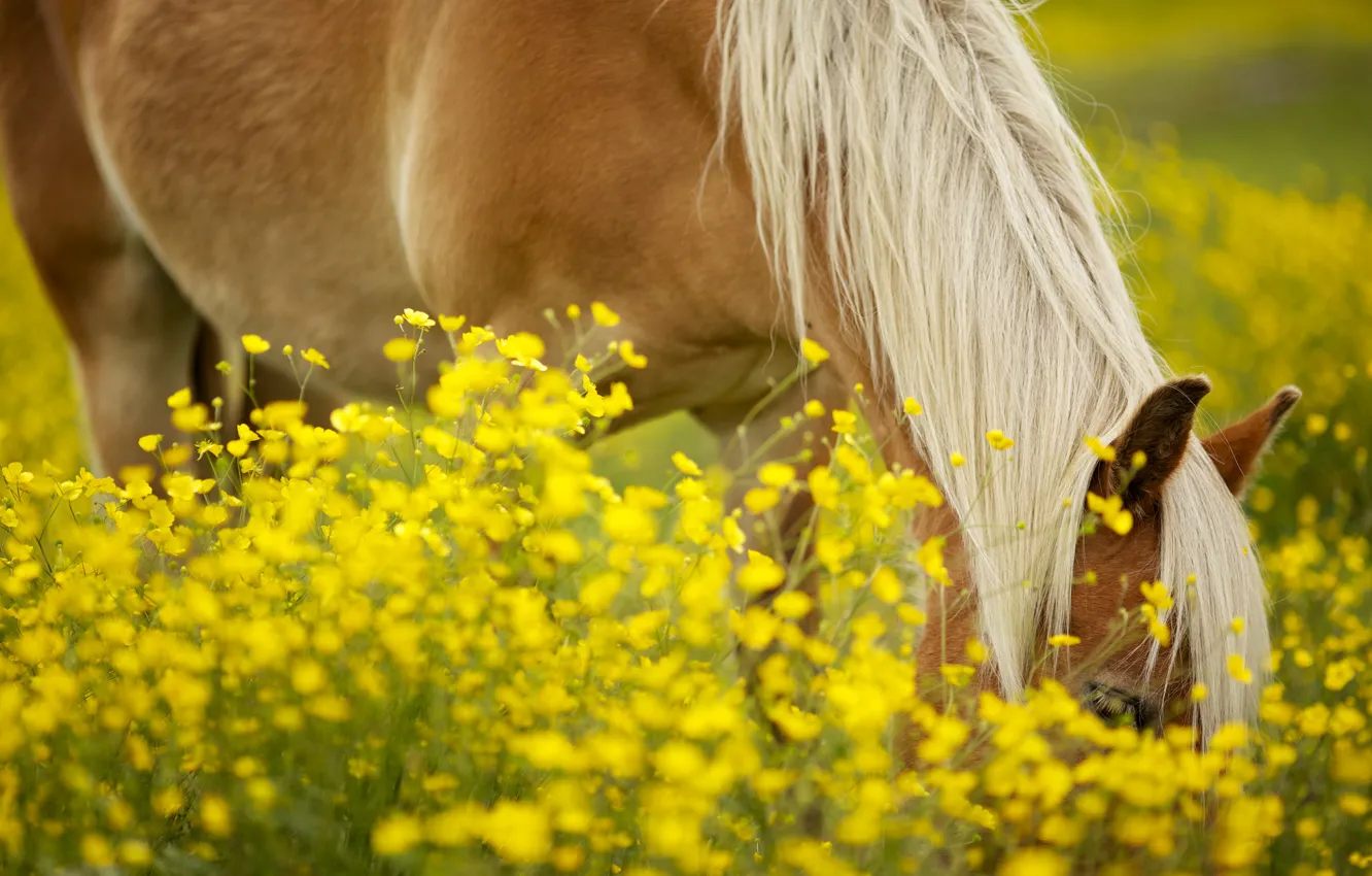 Photo wallpaper greens, field, animals, the sun, flowers, yellow, background, horse