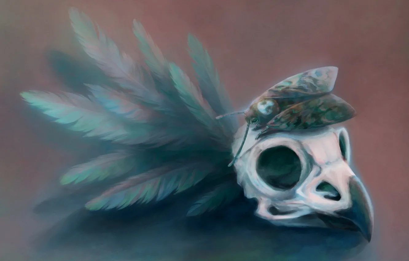 Photo wallpaper butterfly, skull, feathers, beak, art