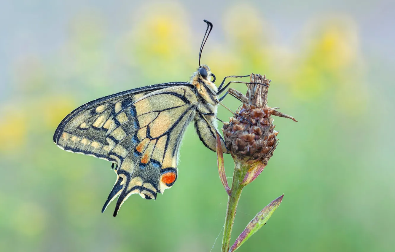 Photo wallpaper summer, butterfly, swallowtail