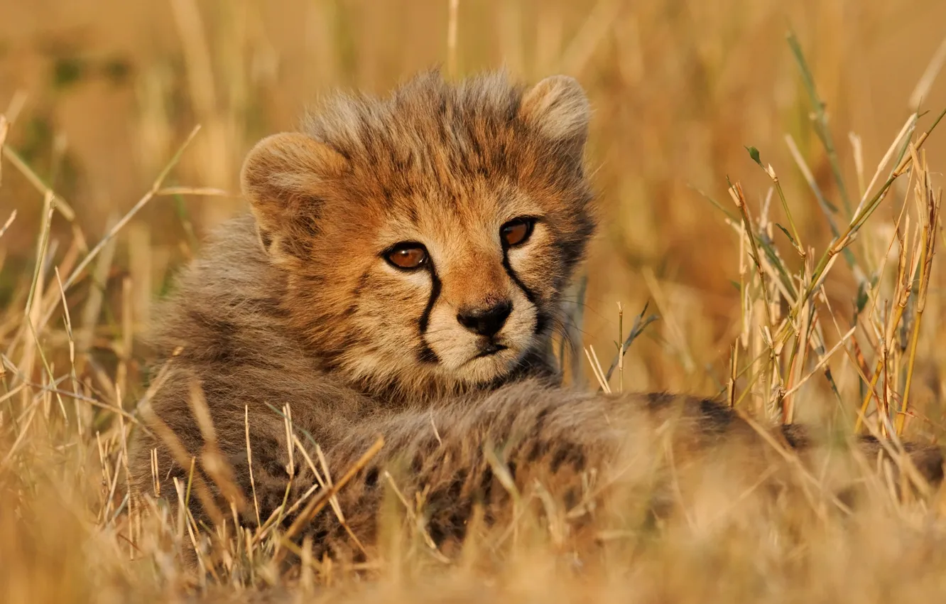 Photo wallpaper cat, grass, Cheetah, cub, kitty