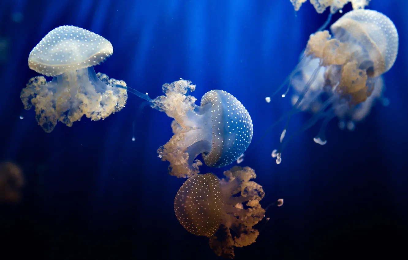 Photo wallpaper water, nature, jellyfish