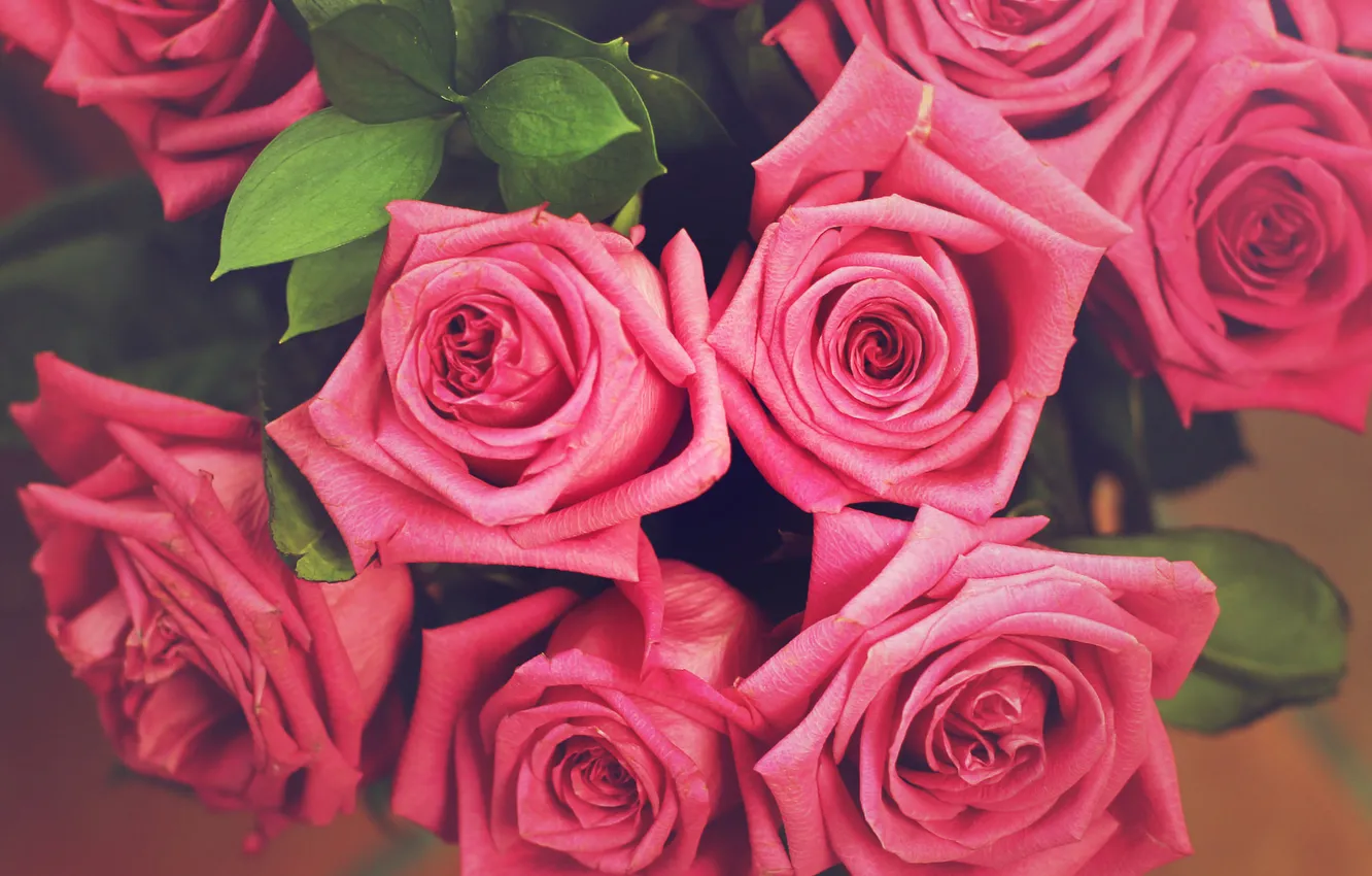 Photo wallpaper flowers, roses, petals, pink