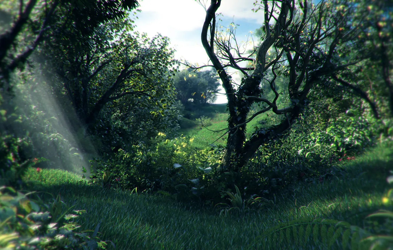 Photo wallpaper forest, grass, rays, trees, thickets, plant
