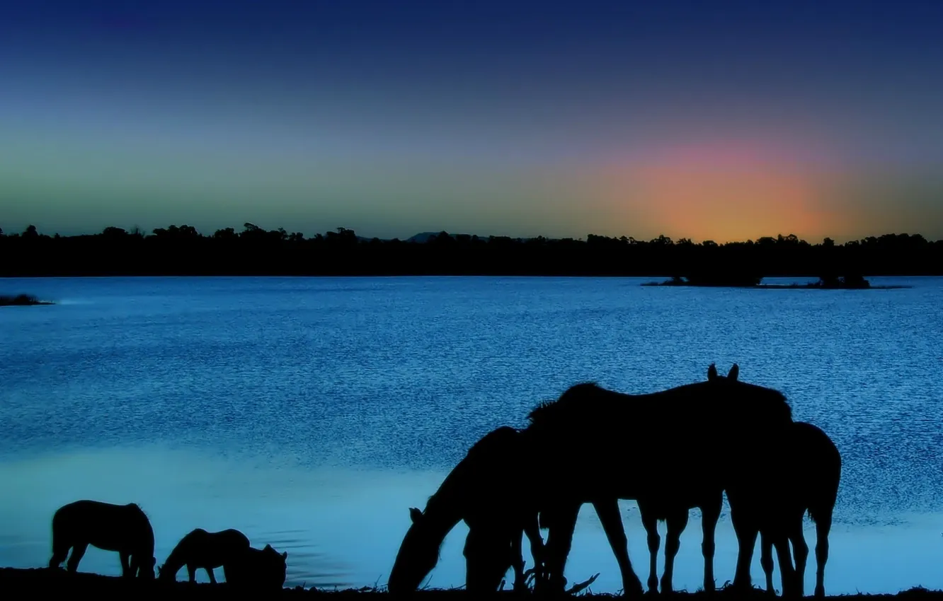 Photo wallpaper the sky, night, animal, horse, silhouette