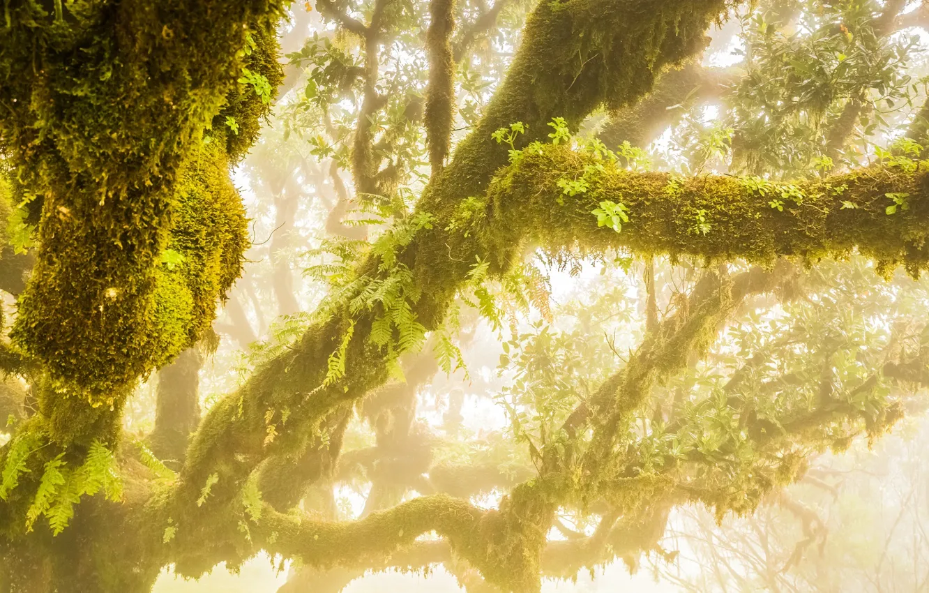 Photo wallpaper greens, leaves, fog, moss, branch, Tree, trunk