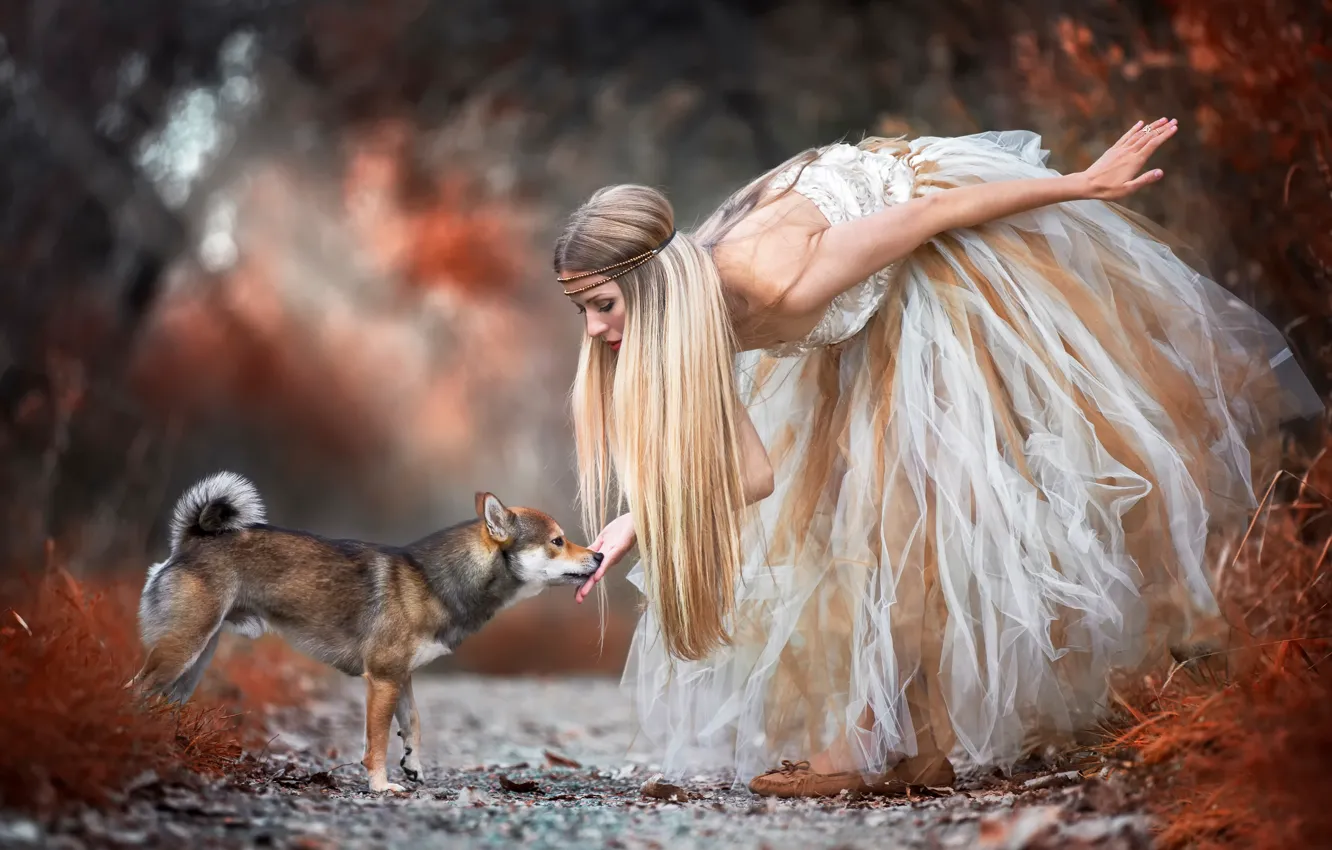 Photo wallpaper forest, girl, dog, dress, Shiba Inu, Encounter with the wood fairy