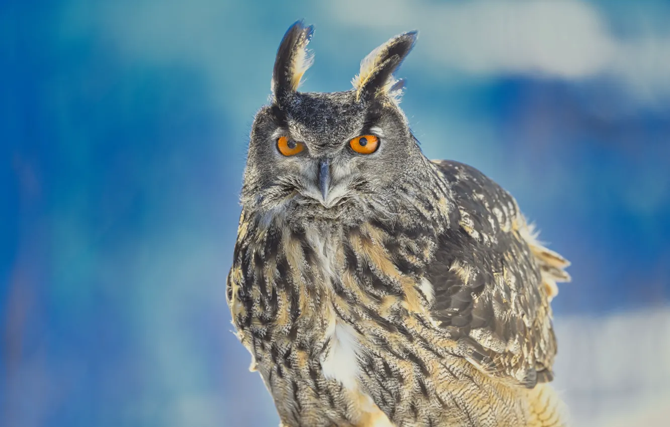 Photo wallpaper background, owl, bird, Owl