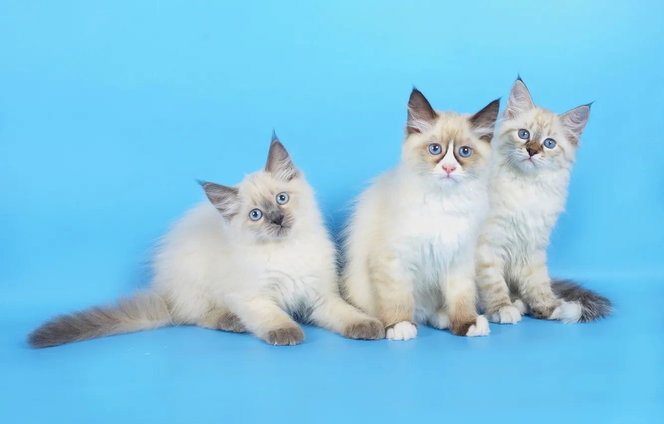 Photo wallpaper background, blue, kittens