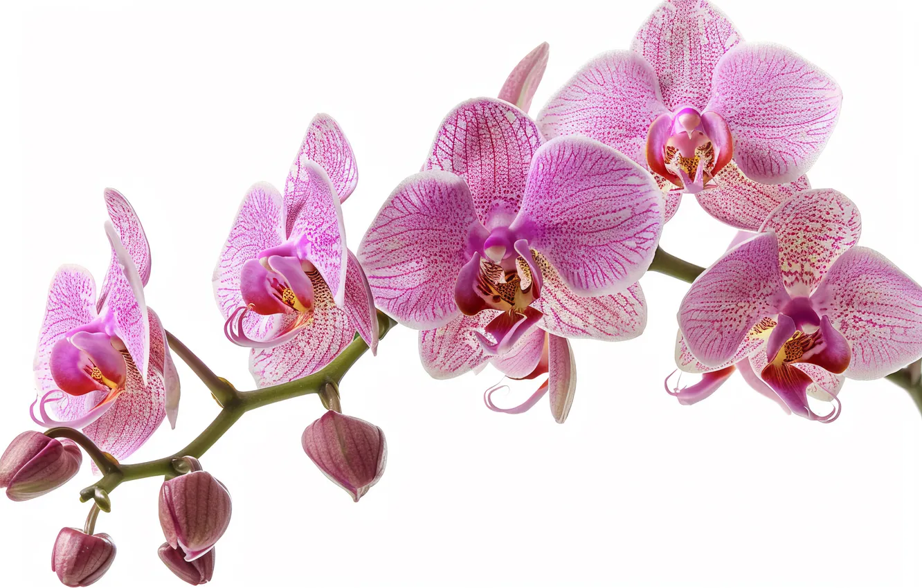Photo wallpaper flowers, branches, white background, pink, buds, Orchid, AI art, neural network