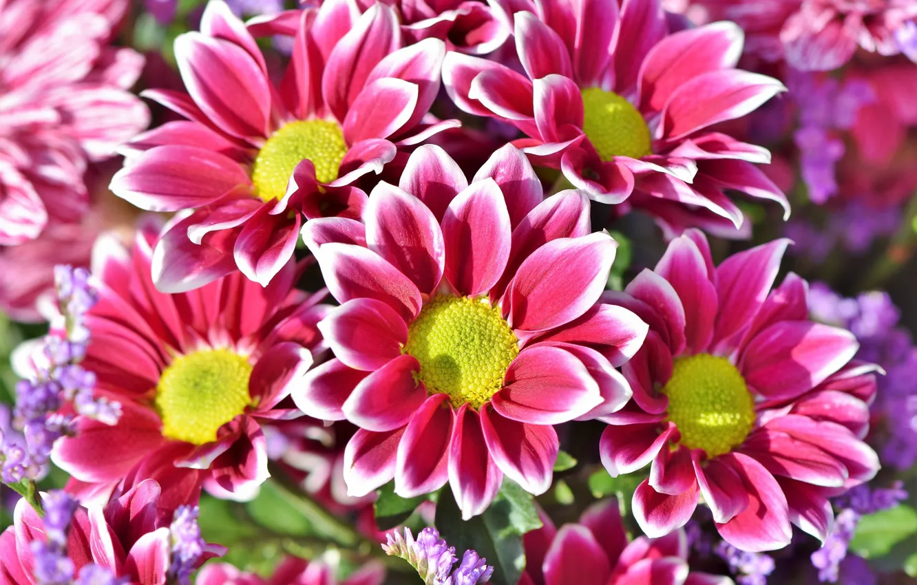 Photo wallpaper white, flowers, pink, chrysanthemum