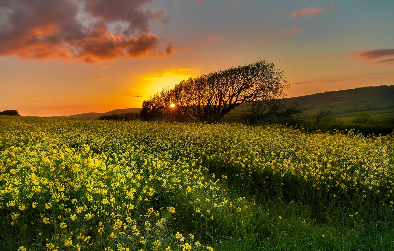 Photo wallpaper field, trees, sunset, England, England, rape, Dorset, Dorset