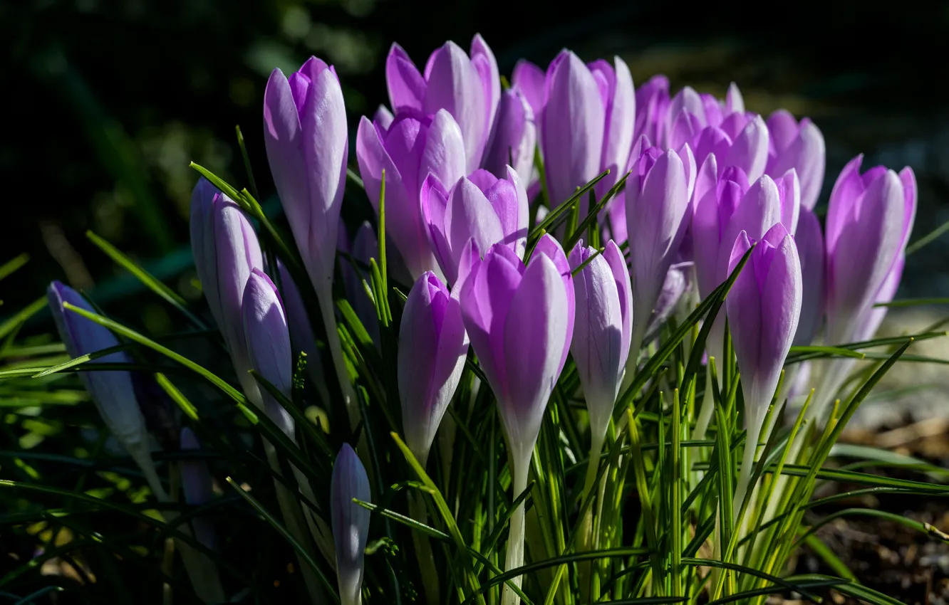 Photo wallpaper flowers, spring, crocuses, lilac