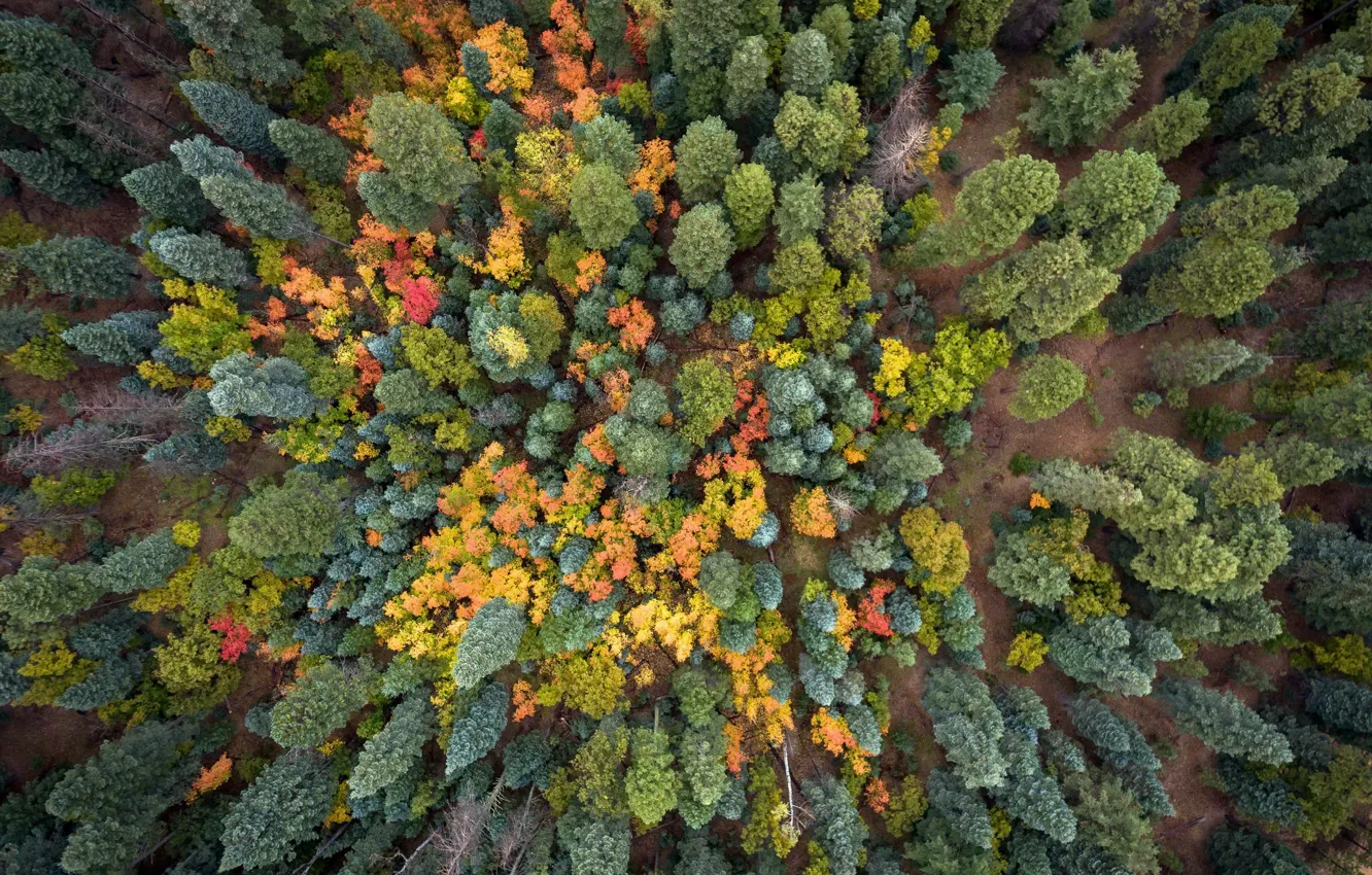 Photo wallpaper nature, forest, trees