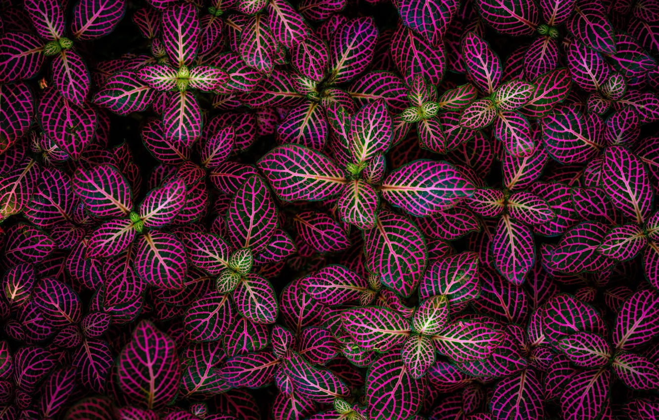 Photo wallpaper leaves, pattern, bright