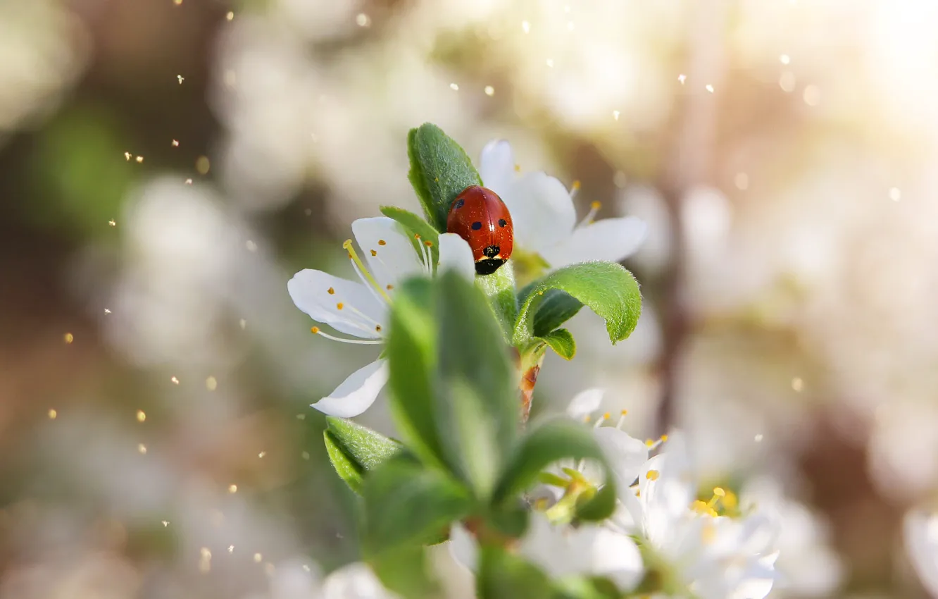 Photo wallpaper macro, flowers, ladybug, beetle, spring, light background, bokeh