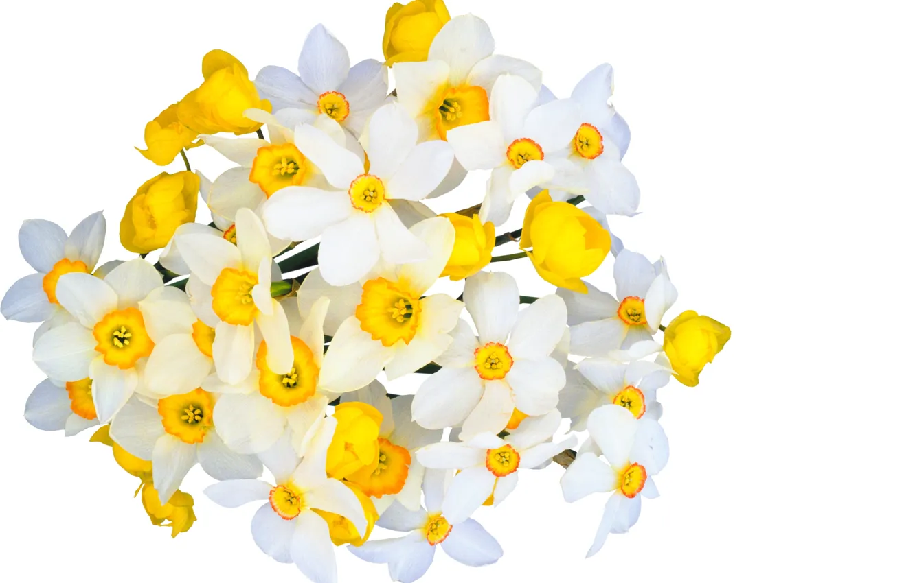 Photo wallpaper flowers, freshness, beauty, bouquet, spring, white, white, yellow