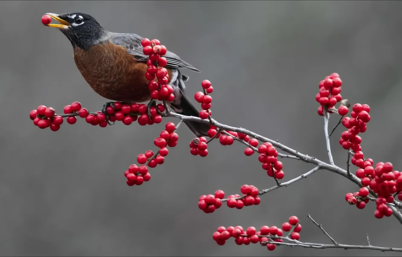 Photo wallpaper berries, bird, nature, bird, food, berries, food in the beak