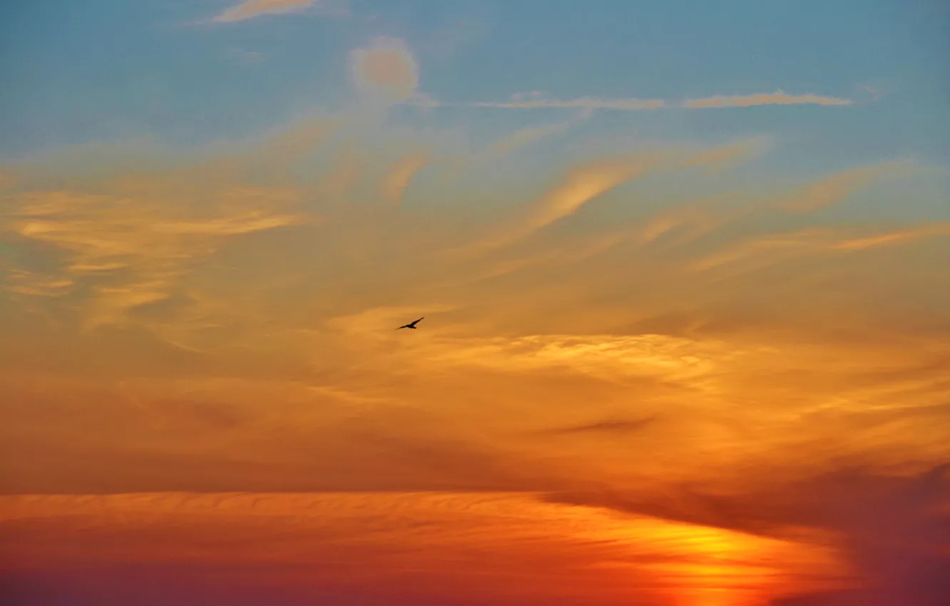 Photo wallpaper the sky, clouds, sunset, bird