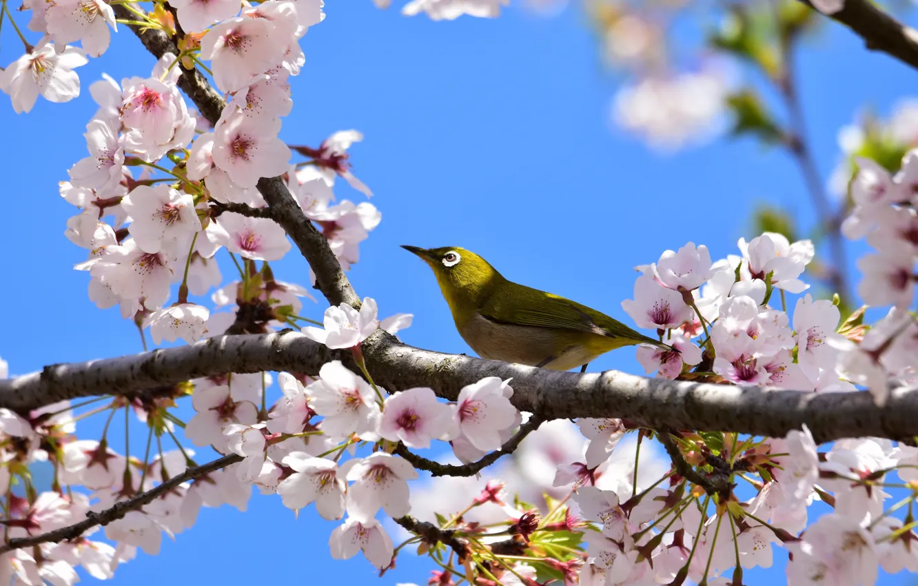 Photo wallpaper the sky, branches, nature, cherry, spring, bird, flowering, Japanese white-eye
