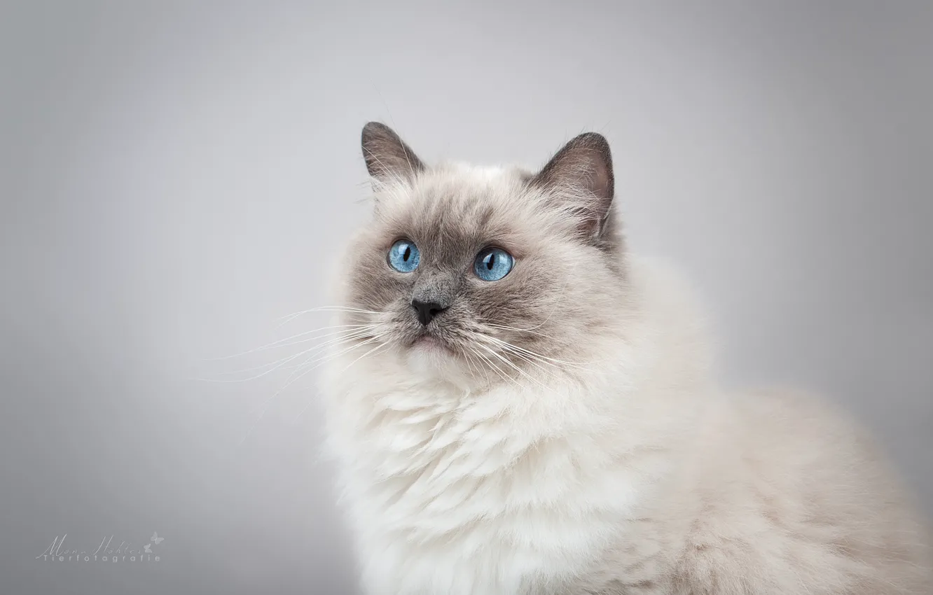Photo wallpaper cat, look, background, portrait, muzzle, blue eyes, photoshoot, Ragdoll