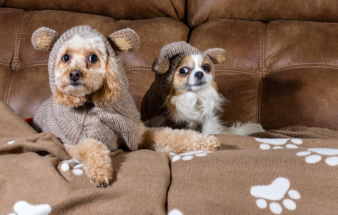 Photo wallpaper dogs, look, sofa, clothing, poodle, Chihuahua