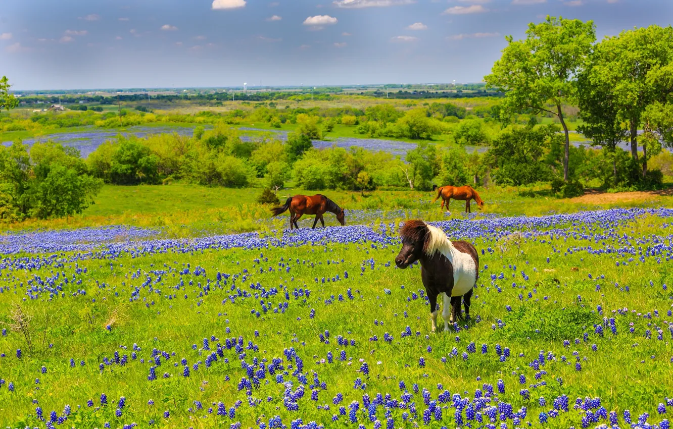 Photo wallpaper flowers, nature, horses, horse, meadow, Texas, Texas