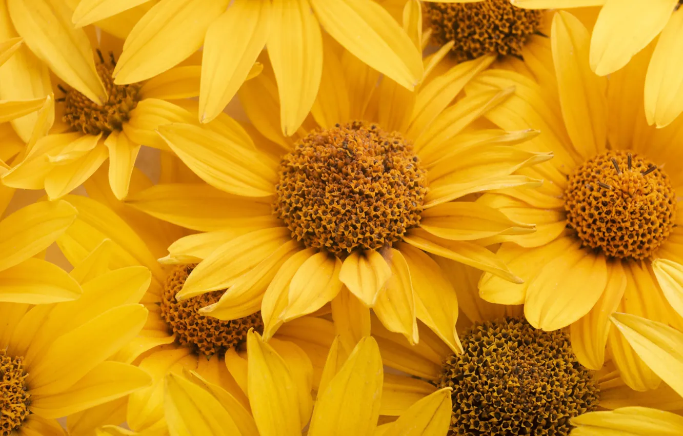 Photo wallpaper macro, sunflowers, flowers, yellow