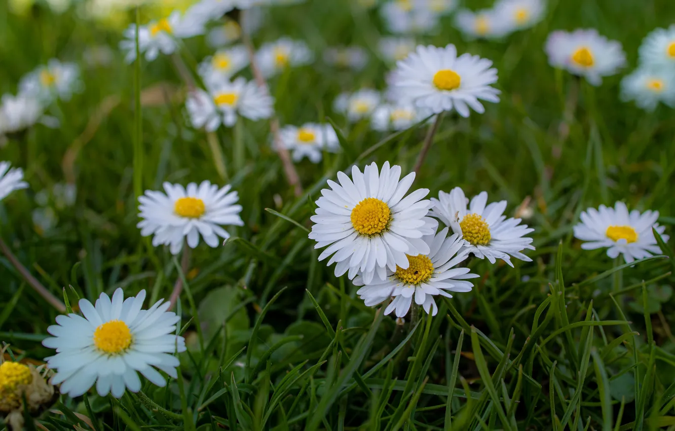 Photo wallpaper flowers, glade, chamomile, white, Daisy