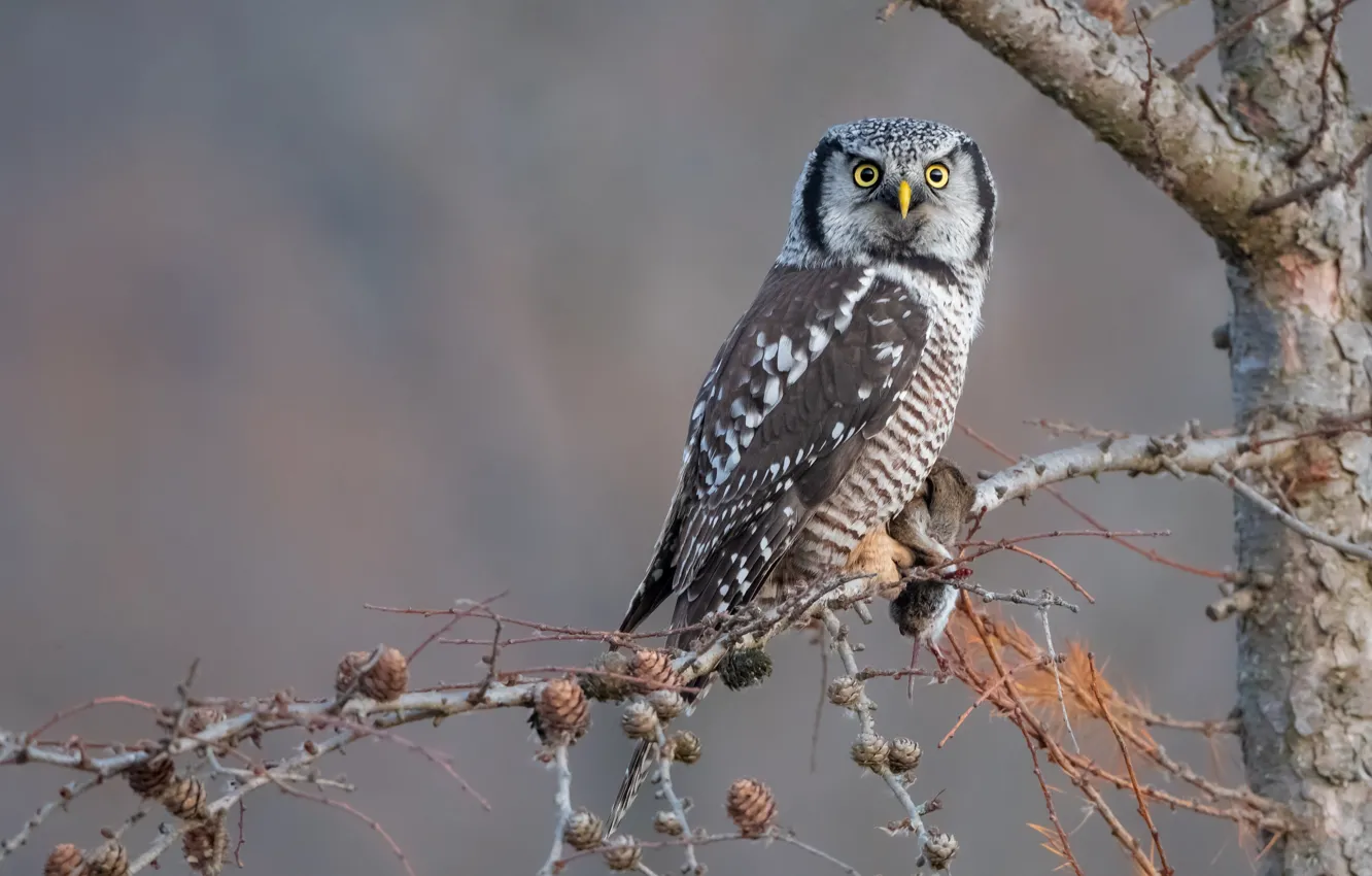 Photo wallpaper branches, owl, bird, Hawk owl