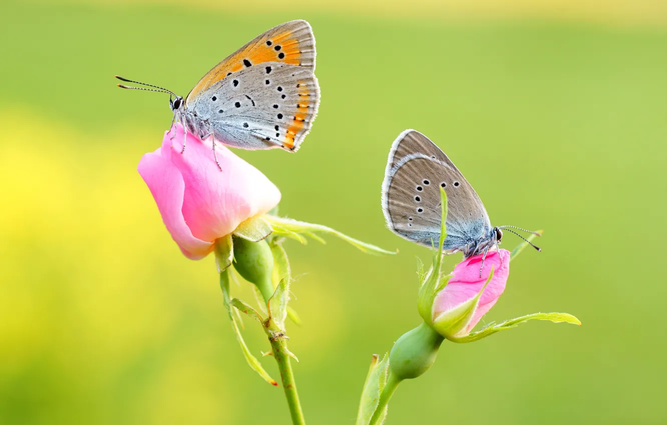 Photo wallpaper macro, butterfly, flowers, insects, green, background, butterfly, two