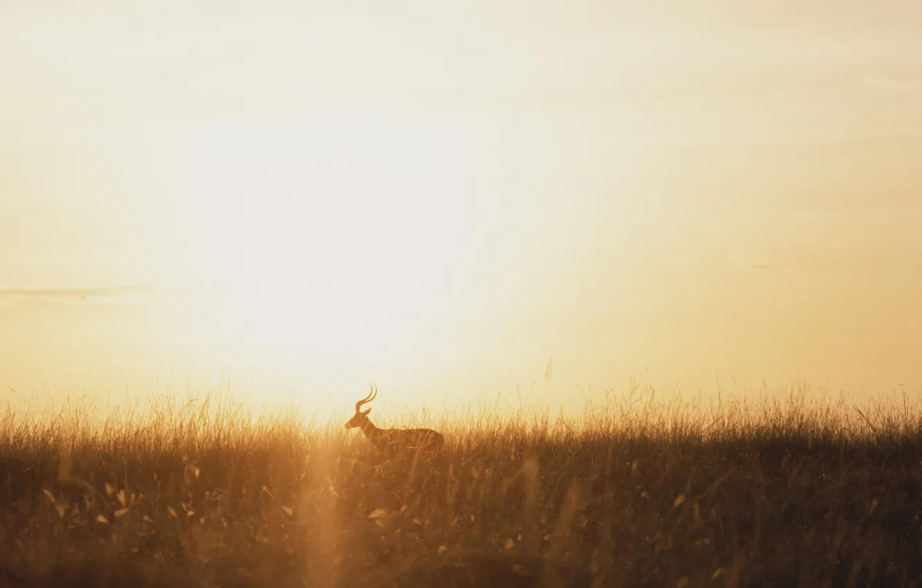 Photo wallpaper grass, animal, deer, horizon