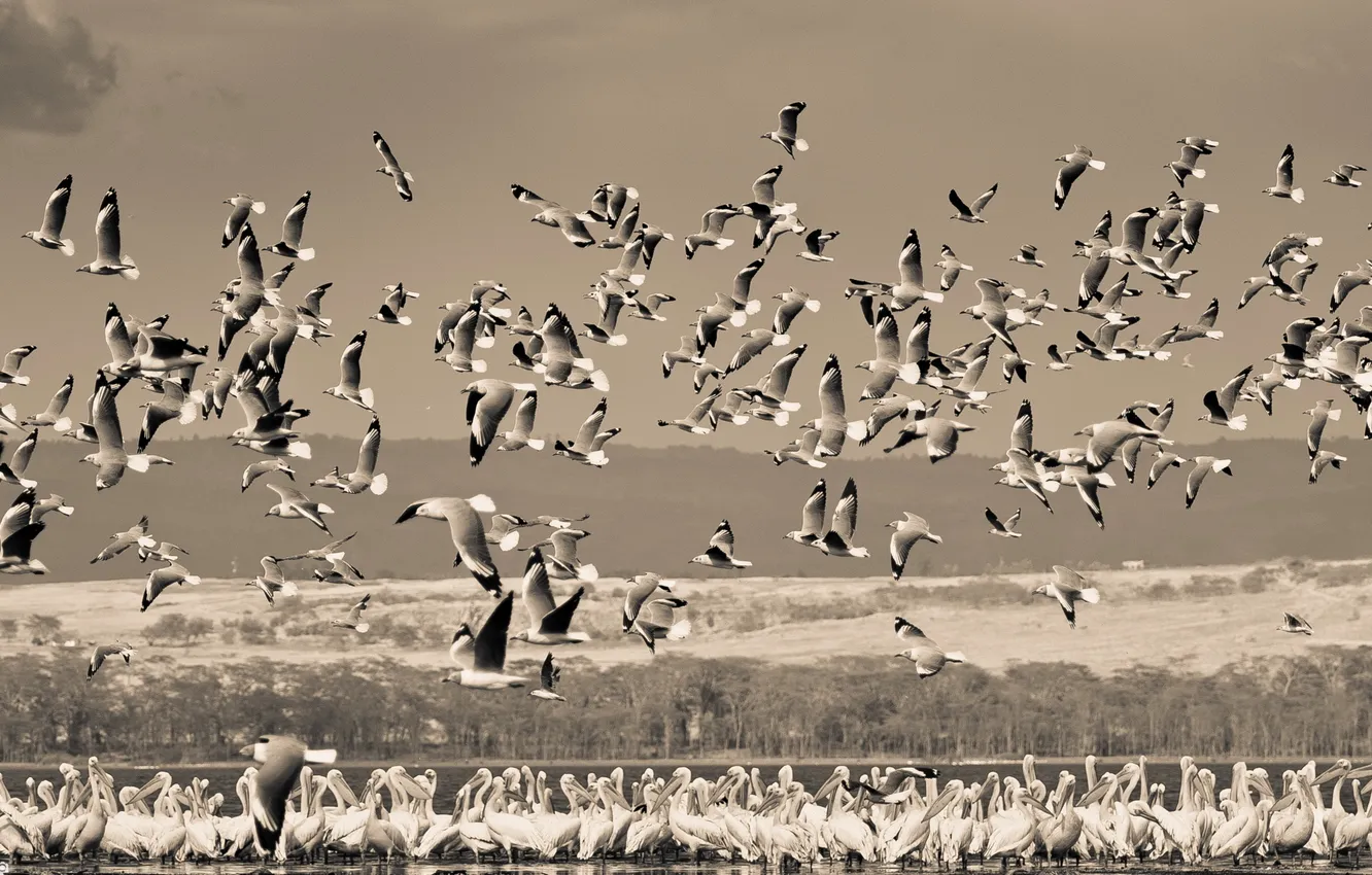 Photo wallpaper nature, background, bird