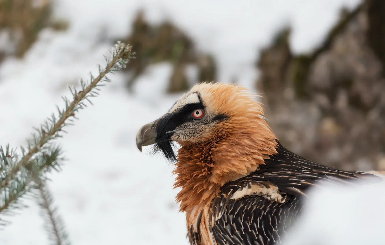 Photo wallpaper winter, snow, bird, Grif, bearded vulture