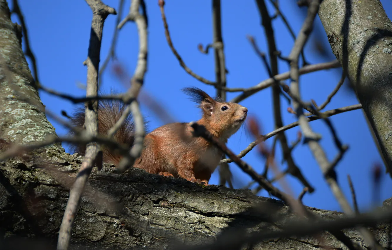 Photo wallpaper the sky, trees, nature, protein, by Placi1