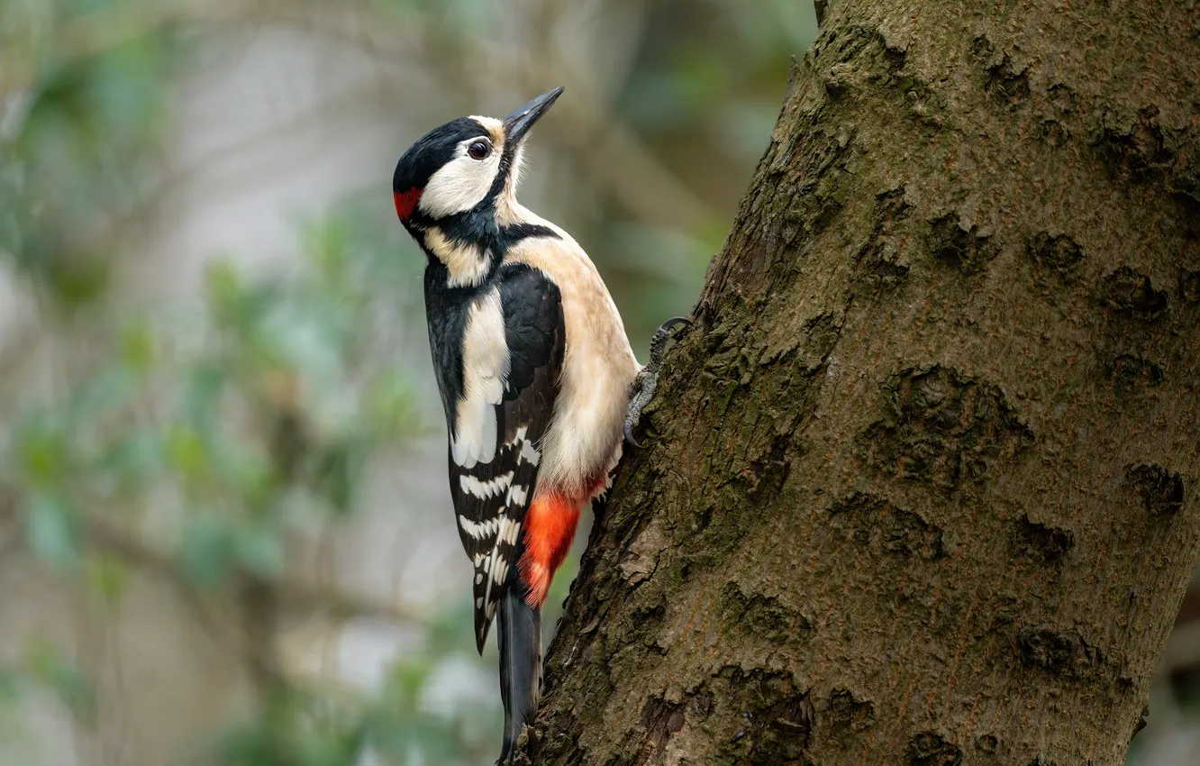 Photo wallpaper trees, bird, woodpecker